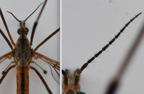 Tipula vernalis